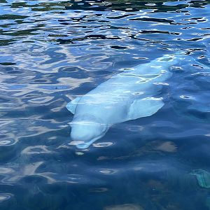 Beluga