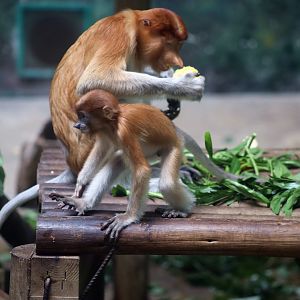 Proboscis Monkey, Female and Juvenile