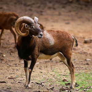 European Mouflon