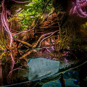Smooth-fronted caiman / Paleosuchus trigonatu