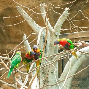 Swainson's Lorikeet (Trichoglossus haematodus)