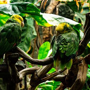 Yellow-Headed Amazon (Amazona oratri)
