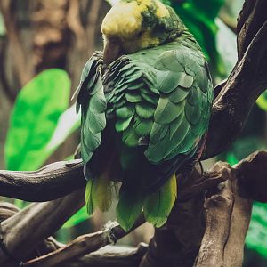 Yellow-Headed Amazon (Amazona oratri)