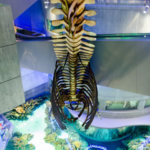 The Fin Whale Skeleton Omega