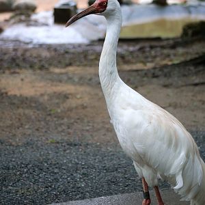 Siberian Crane (Leucogeranus leucogeranus)