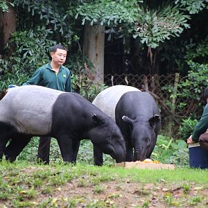 Tapirs and Keepers