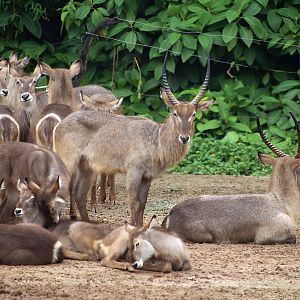 Waterbuck Herd