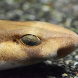 Cloudy catshark, Scyliorhinus torazame
