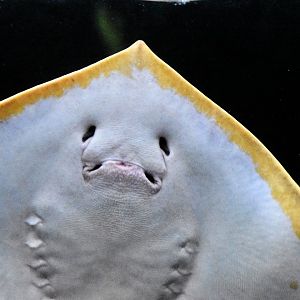 Red stingray, Hemitrygon akajei