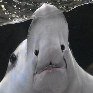 Naru eagle ray, Aetobatus narutobiei