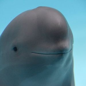 Yangtze Finless porpoise, Neophocaena asiaeorientalis