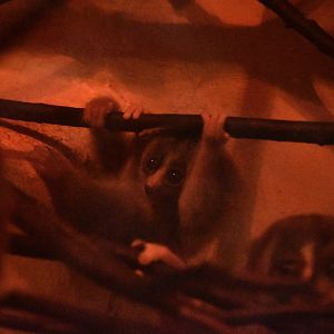 Sunda slow loris baby, Nycticebus coucang