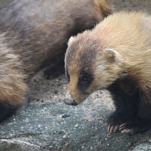 Japanese badger, Meles anakuma