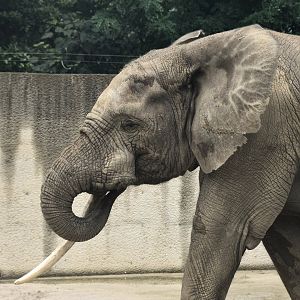 African forest elephant, Loxodonta cyclotis