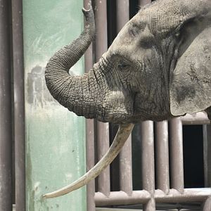 African forest elephant, Loxodonta cyclotis