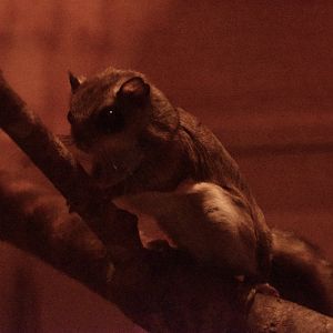 Japanese flying squirrel, Pteromys momonga