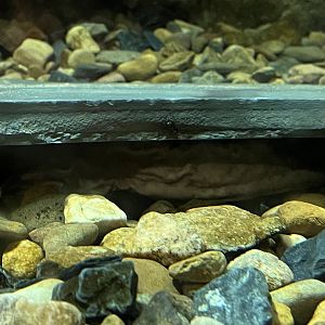 Hellbender under Rock