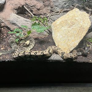 Timber and Eastern Diamondback Rattlesnakes Intertwined