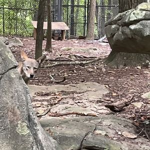 Red Wolf Peeking