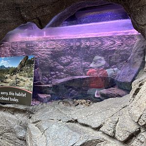 Desert Pupfish Aquarium refilled