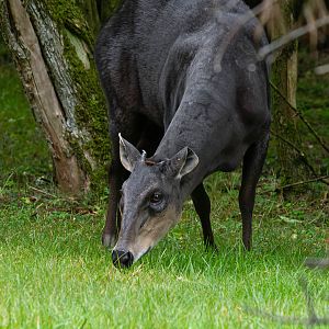 Yellow-backed duiker (Cephalophus silvicultor)
