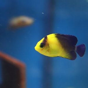 Purplemask Angelfish