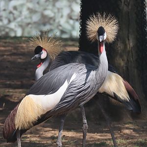 Gray Crowned Cranes