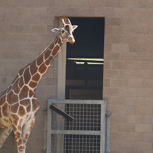 Reticulated Giraffe