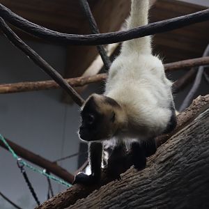 Geoffrey's Spider Monkey