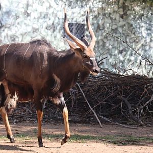 Male Nyala