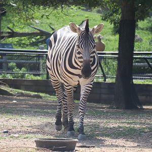 Plains Zebra