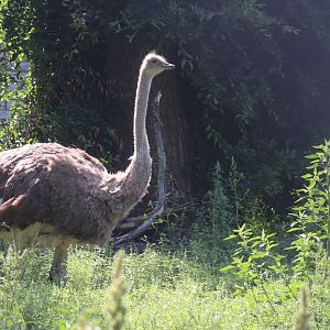 Common Ostrich