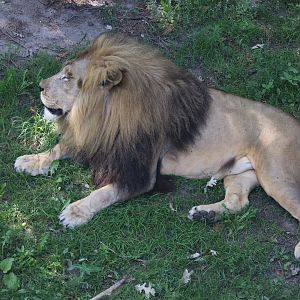 Male African Lion