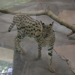 Serval