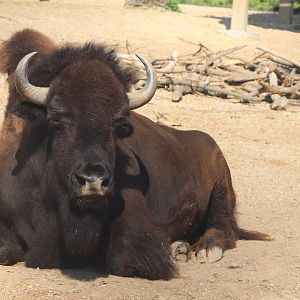 American Bison