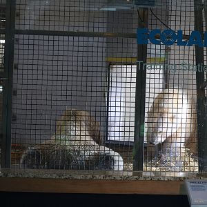 Polar Bear Indoor Area