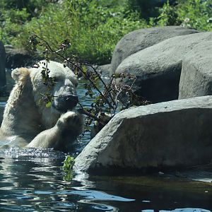 Polar Bear Swimming