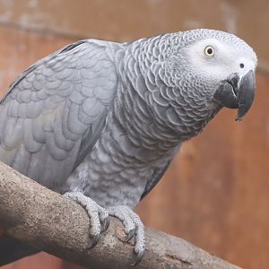 African Grey Parrot