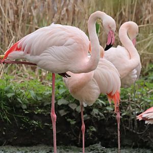 Greater Flamingo