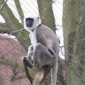 Hanuman Langur