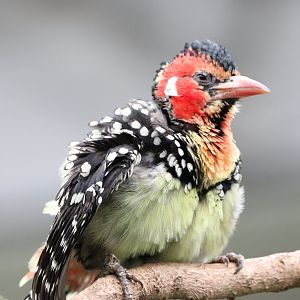 Red and Yellow Barbet
