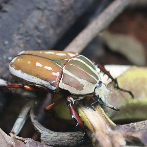 Magnificent Flower Beetle