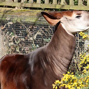 Okapi