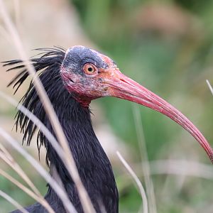 Northern Bald Ibis