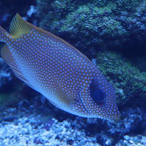 Blue-spotted Spinefoot