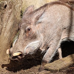 Warthog