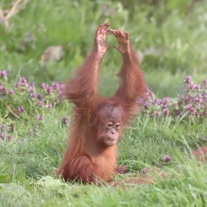 Sumatran Orangutan