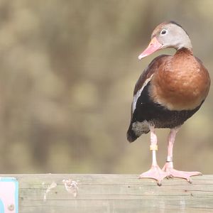 Southern black-bellied Whistling Duck