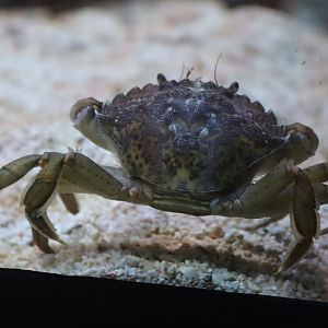 Green Shore Crab