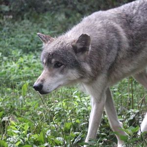 Gray Wolf Stalking